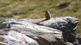 Marmotta alla Malga Valbiola